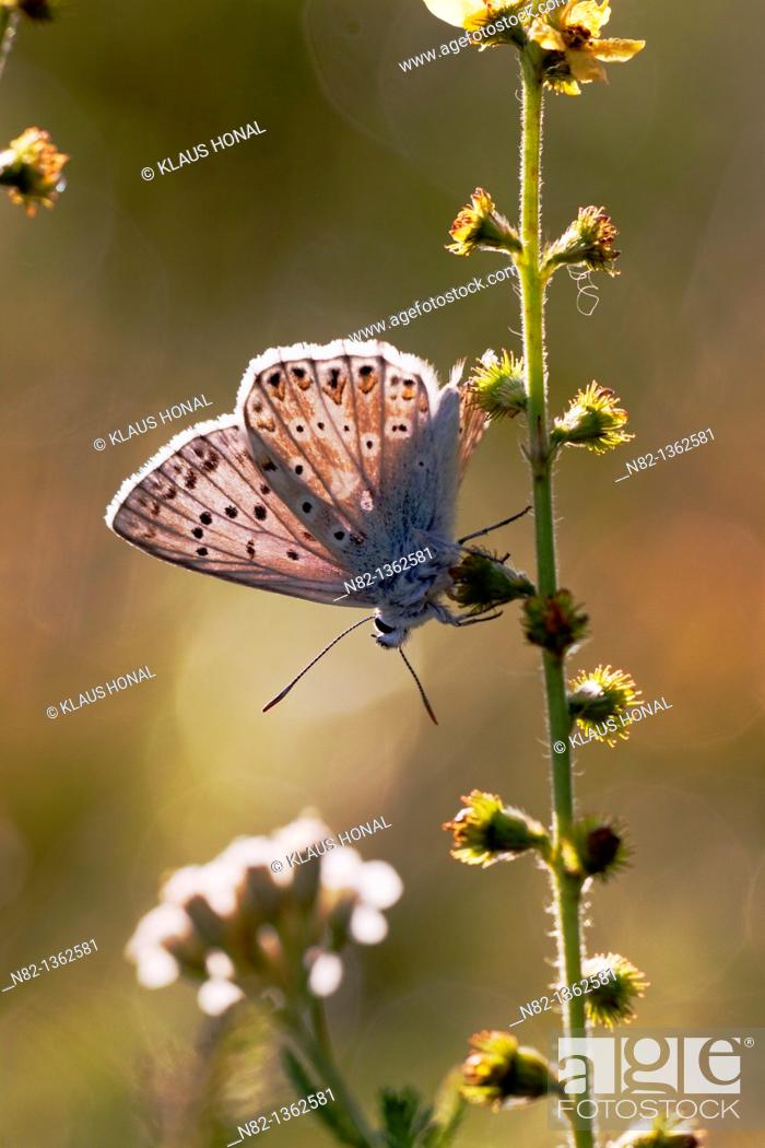 Stock Photo: Chalk Hill Blue Butterfly (Lysandra coridon) male on Common agrimony, European groovebur (Agrimonia eupatoria) - Bavaria/Germany.