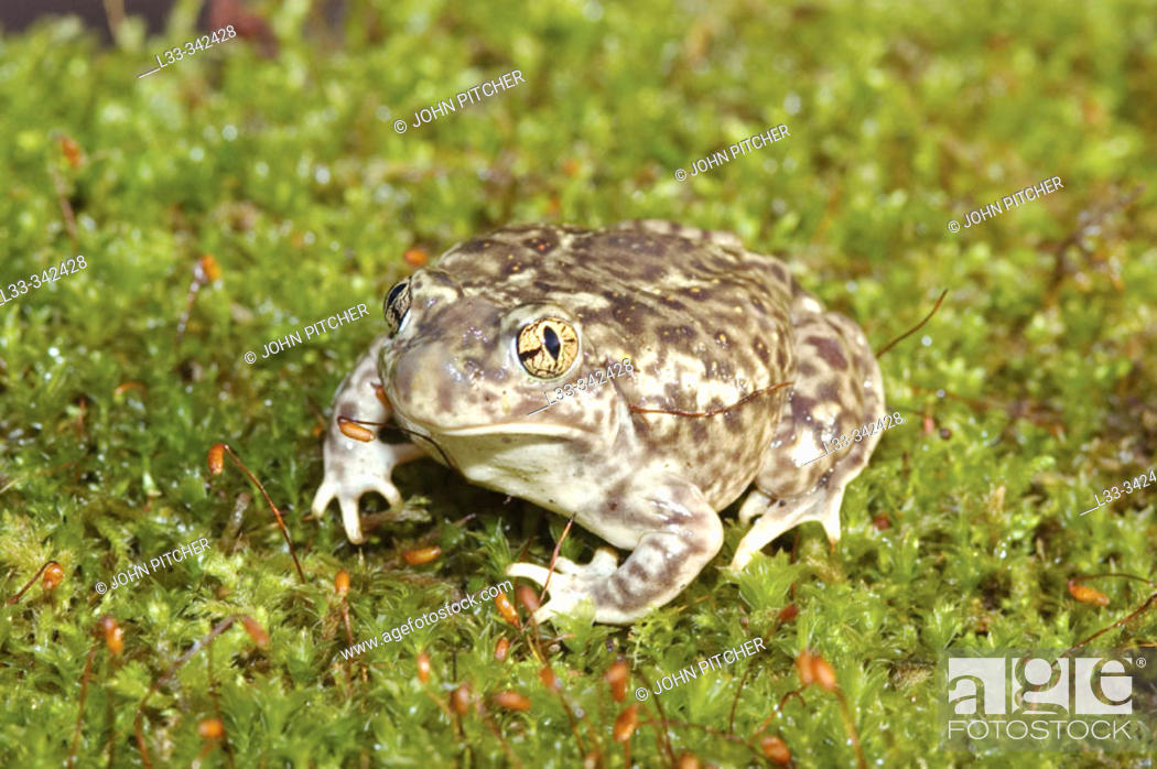 Photo de stock: Spadefoot toad.