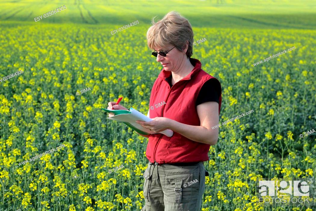 Stock Photo: Agricultural expert inspecting quality of oil rape.