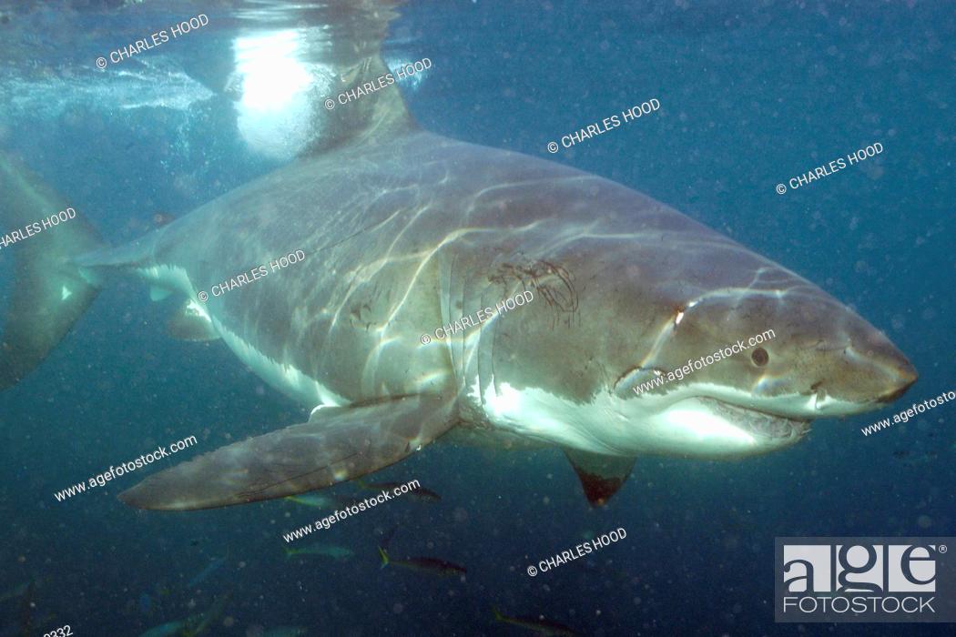 Stock Photo: Great white shark     Date: 07/11/2003  Ref: ZB775-109078-0332  COMPULSORY CREDIT: Oceans Image/Photoshot.