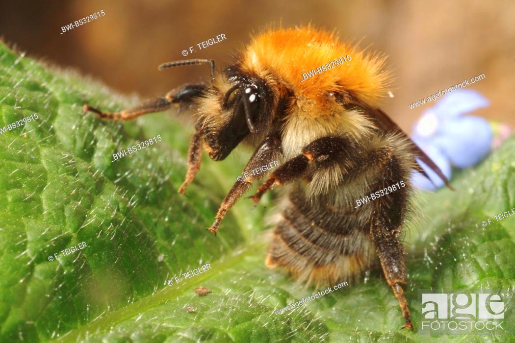 Stock Photo: carder bee, common carder bee (Bombus pascuorum, Bombus agrorum), flying up from a leaf, Germany.