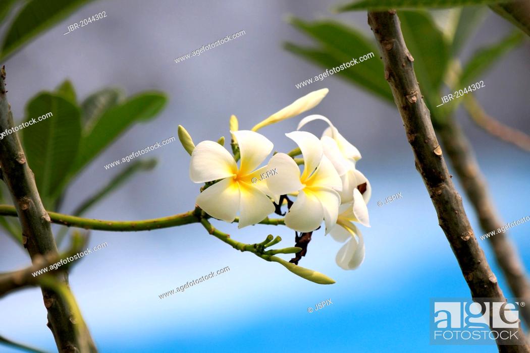 White frangipani (Plumeria pudica), flowers, Kota Kinabalu, Sabah,  Malaysia, Borneo, Asia, Foto de Stock, Imagen Derechos Protegidos Pic.  IBR-2044302 | agefotostock