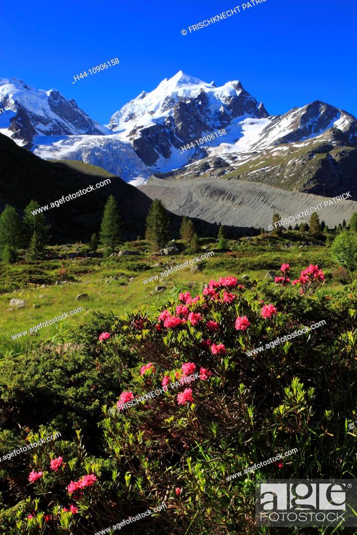Stock Photo: Alps, Alpine rose, alpine rose, mountain, mountain panorama, mountain flowers, mountains, mountain flora, mountain spring, mountain panorama, flower, flowers.