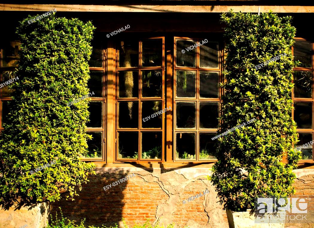Stock Photo: Beautiful windows hidden behind trees (tree, window, vintage ).
