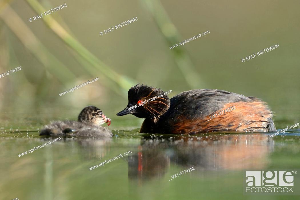 Stock Photo: Black necked Grebe / Eared Grebe ( Podiceps nigricollis ), adult feeding its chick with bloodworm, caring for young, wildlife, Europe.
