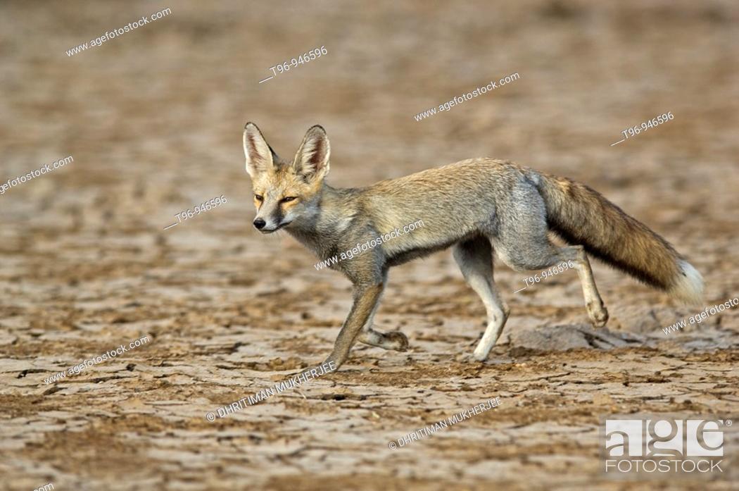 Dester Fox in Rann of Katch Gujarat India, Stock Photo, Picture And Rights  Managed Image. Pic. T96-946596 | agefotostock