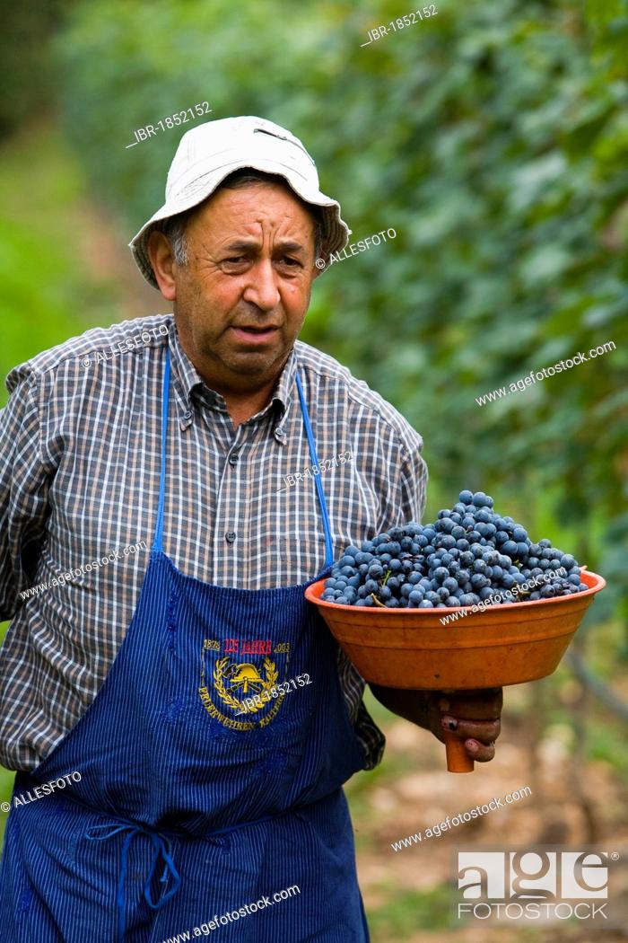 Stock Photo: Man at the grape harvest, province of Bolzano-Bozen, Italy, Europe.
