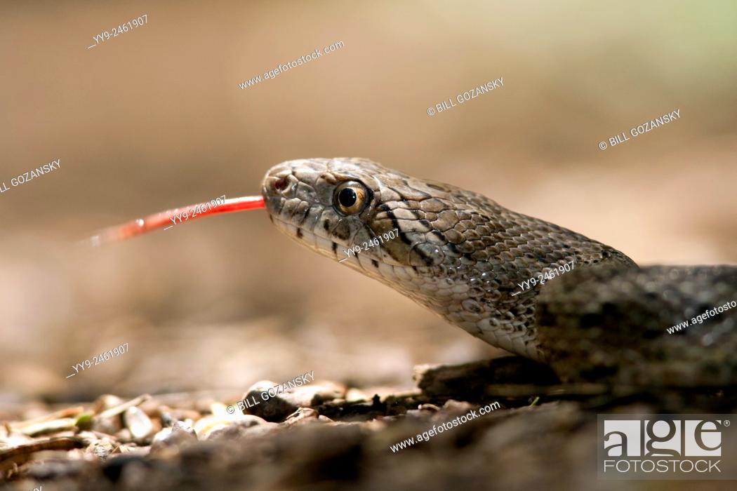 Stock Photo: Great Plains Rat Snake (Pantherophis emoryi) - Camp Lula Sams, Brownsville, Texas, USA.