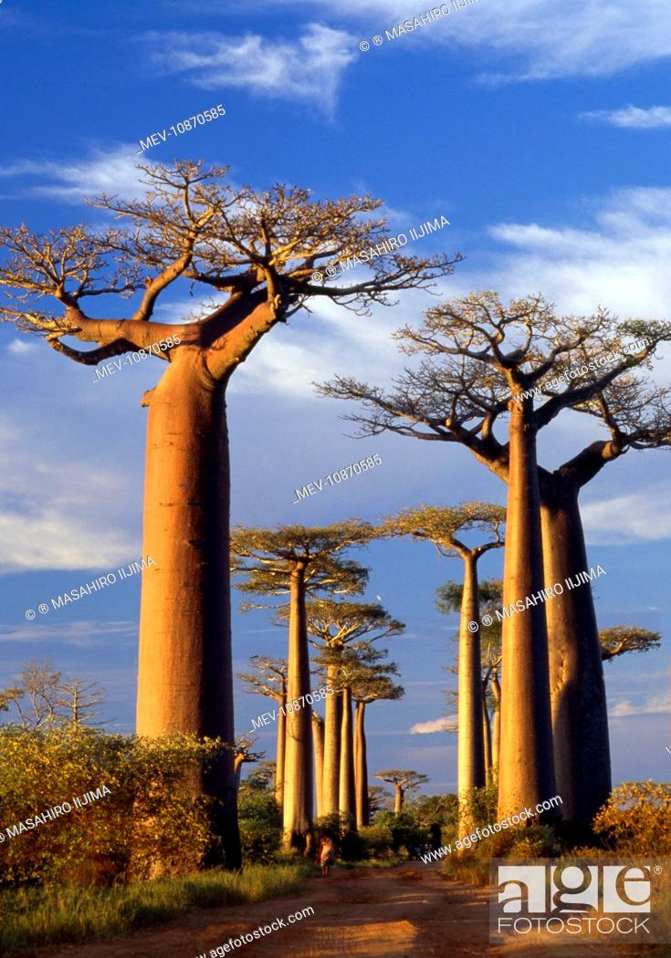 Baobab / Boab Trees - at sunset. Madagascar, Stock Photo, Picture And  Rights Managed Image. Pic. MEV-10870585 | agefotostock
