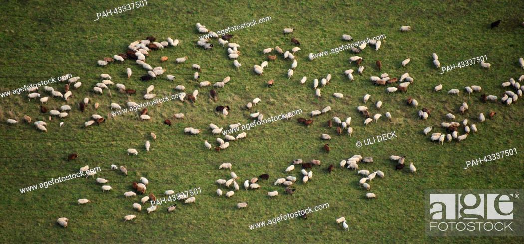 Stock Photo: The aerial shows sheep grazing on a meadow near Baden-Baden, Germany, 13 October 2013. Photo: Uli Deck | usage worldwide.