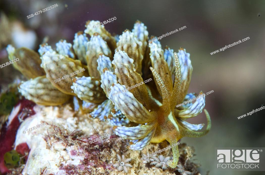Stock Photo: A Kabira Phyllodesmium nudibranch, Phyllodesmium kabiranum, on a small rock, Taliabu Island, Sula Islands, Indonesia.