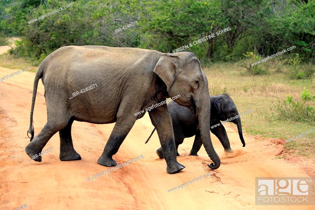 Stock Photo: Sri Lankan elephant (Elephas maximus maximus), mother with calf crossing road, Yala National Park, Sri Lanka.
