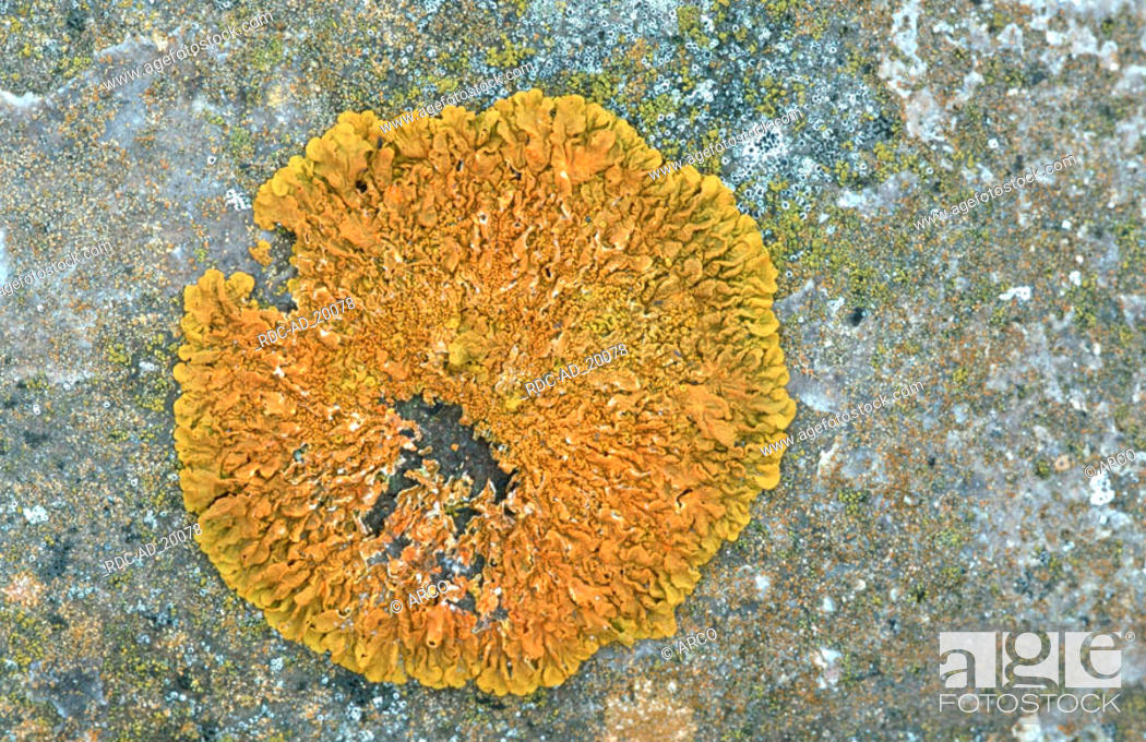 Stock Photo: Lichen Provence Southern France Caloplaca thallincola.