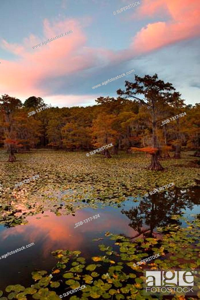Stock Photo: Bald cypress trees with Spanish moss in a swamp, Cypress Swamp, Caddo Lake, Texas-Louisiana, USA.