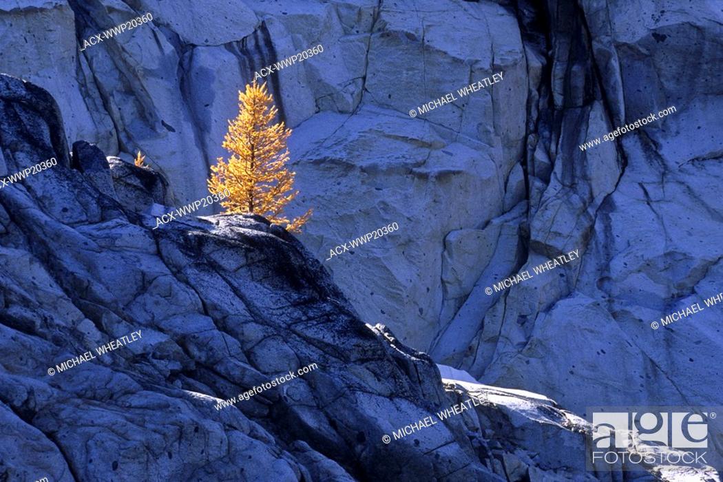 Stock Photo: Subalpine larch on granite wall, Alpine Lakes Wilderness, Washington, USA.