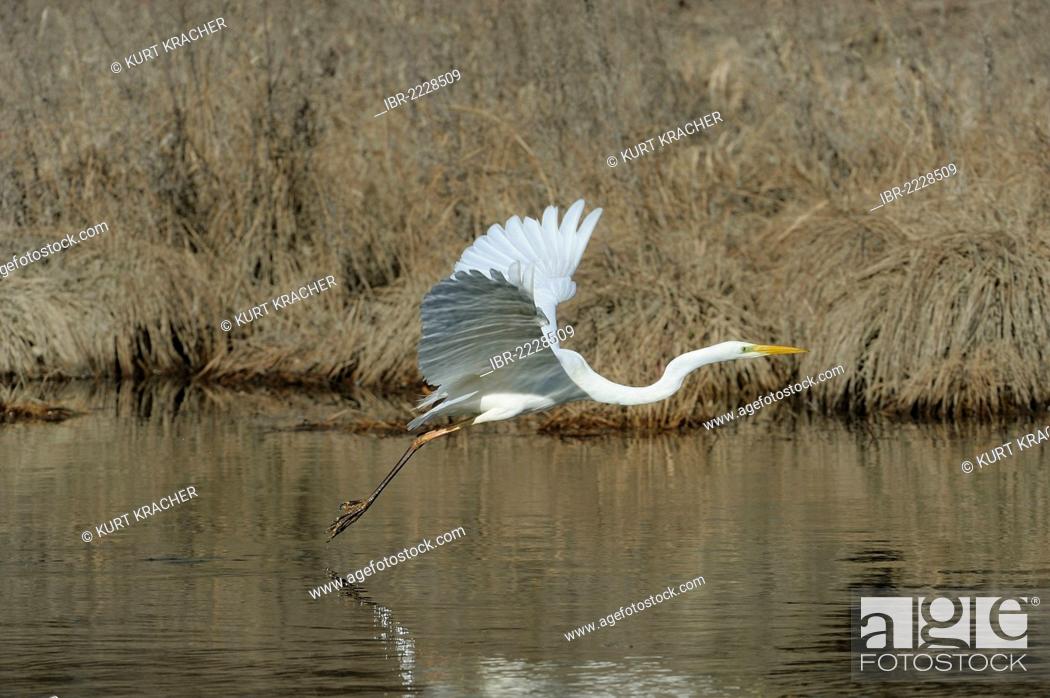 Imagen: Great Egret, Great White Egret, Common Egret, or Great White Heron (Casmerodius albus, Syn.: Ardea alba), in flight, floodplains of the Danube, Lower Austria.