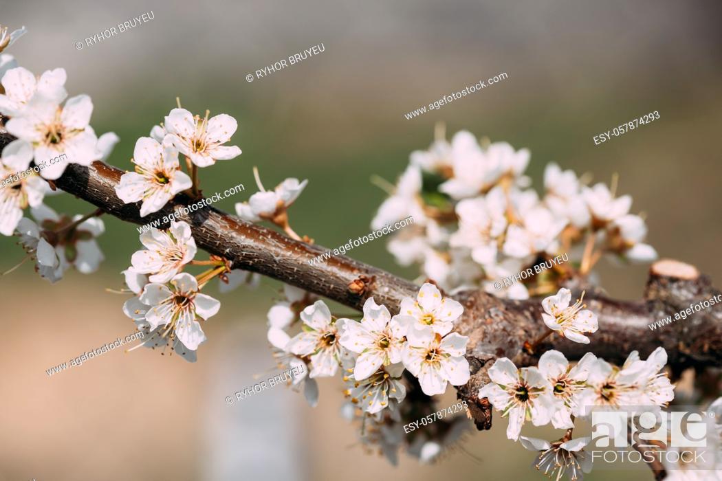 Stock Photo: White Young Spring Flowers Of Prunus subg. Cerasus Growing In Branch Of Tree.