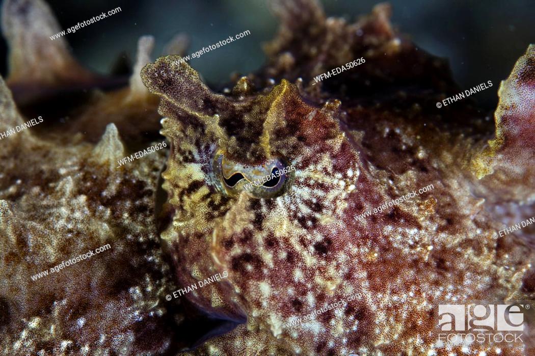 Stock Photo: Head of Flamboyant Cuttlefish, Metasepia pfefferi, Sulawesi, Lembeh Strait, Indonesia.