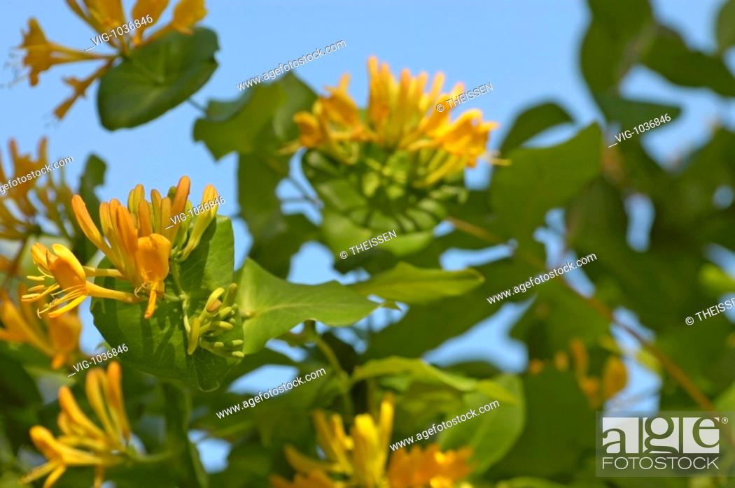 Stock Photo: flowering plant, honeysucle, woodbine, Lonicera Caprifolium with yellow blossoms. - 12/06/2006.