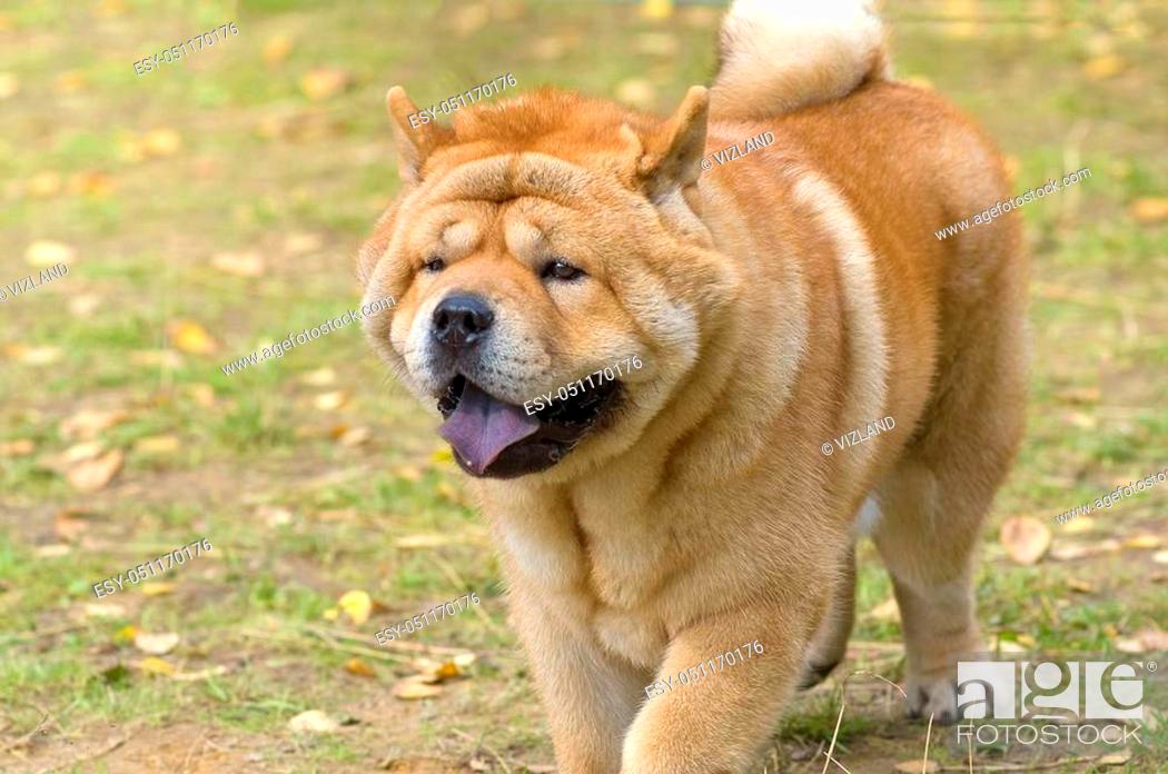 oldest chow chow