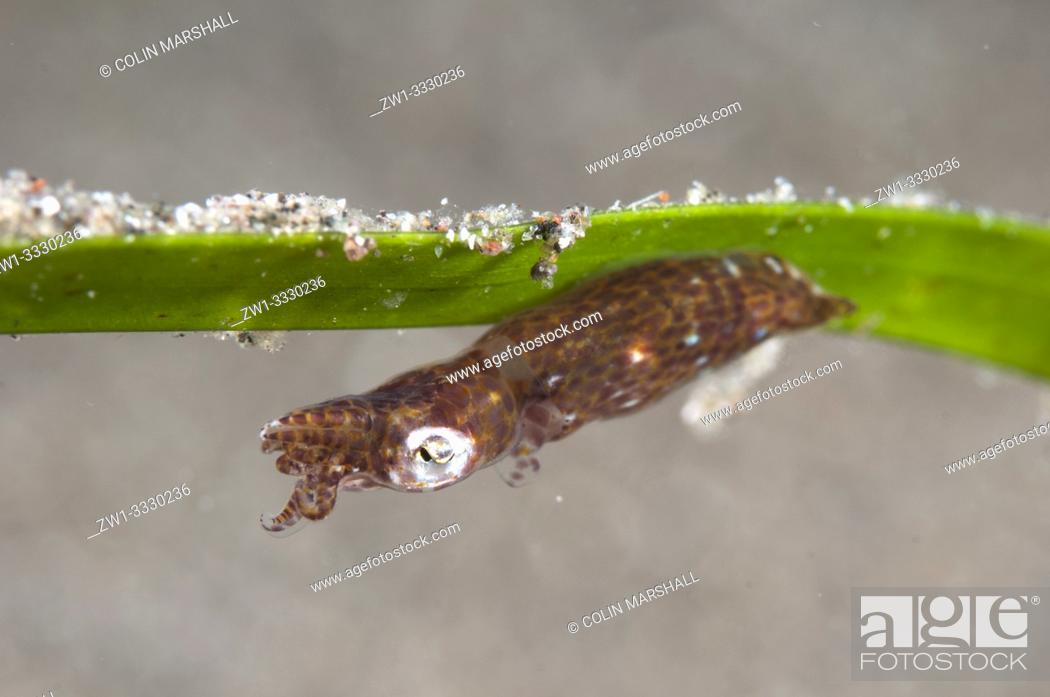 Stock Photo: Pygmy Squid (Idiosepius sp, Idiosepiidae family) on sea grass, Air Bajo dive site, Lembeh Straits, Sulawesi, Indonesia.