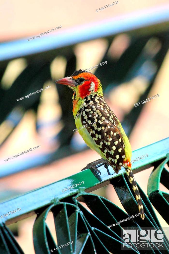 Stock Photo: A colorful african bird known as red and yellow barbet, Trachyphonus erythrocephalus, perched on a park bench in a dining area in Serengeti National Park.