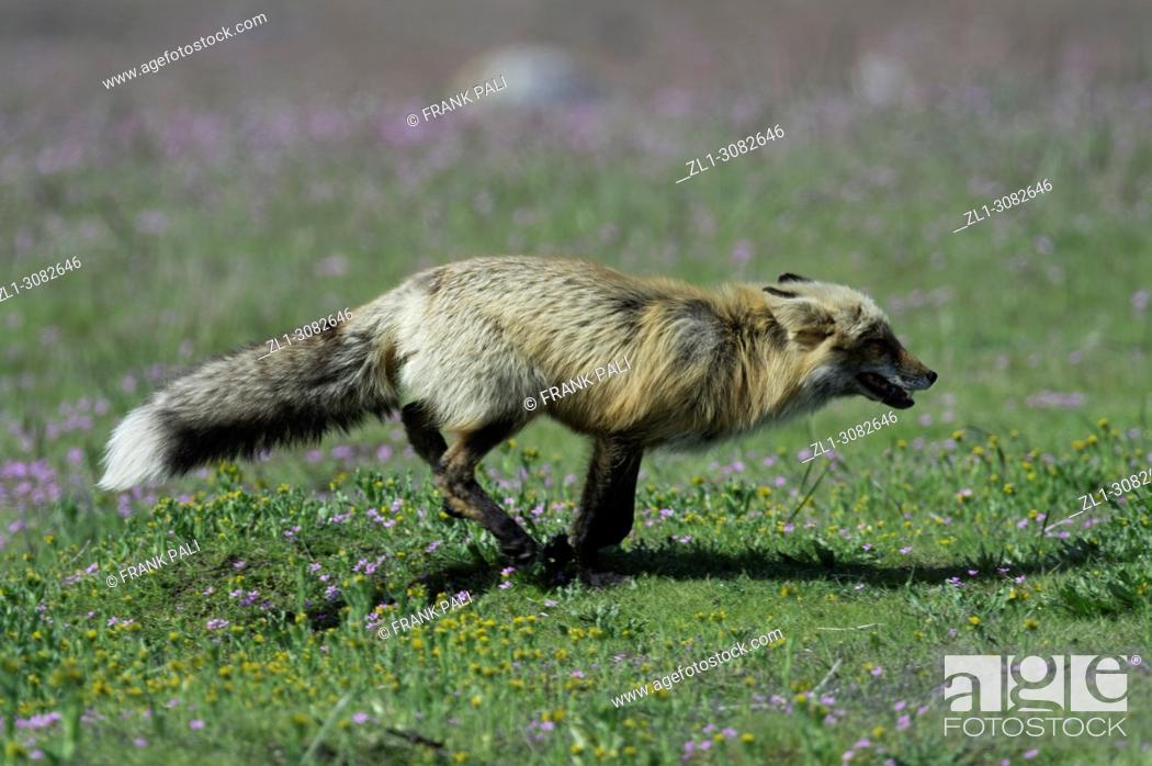 Stock Photo: The cross fox is a partially melanistic colour variant of the red fox (Vulpes vulpes) which has a long dark stripe running down its back.