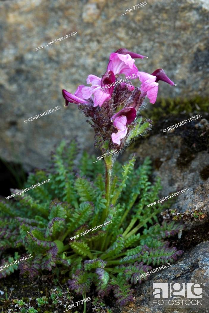 Stock Photo: Lousewort species (Pedicularis gyroflexa), Gamsgrube, Hohe Tauern National Park, Carinthia, Austria, Europe.