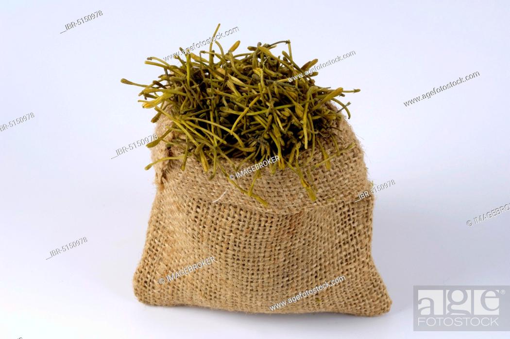 Stock Photo: Jin Yin Hua (Lonicera caprifolium) (Lonicera japonica), goat leaf, Jinyinhua.