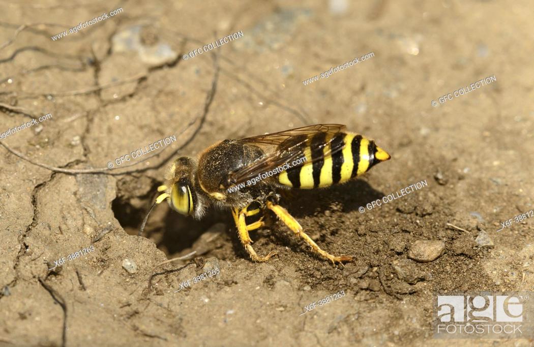 Stock Photo: Sand wasp (Bembix rostrata) digging its burrow, Valais, Switzerland.