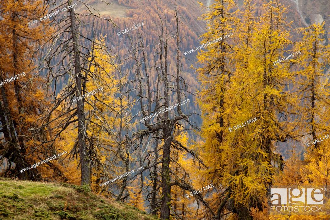 Stock Photo: Alps, Arina, Berry, blackcock, Graubunden, Grisons, Griosch, autumn, autumn mood, hunt, Peter, Switzerland, Europe, Sent, Untere.