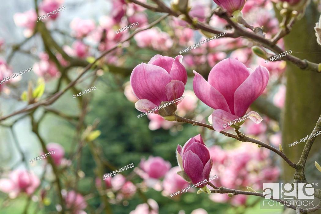 Stock Photo: magnolia (Magnolia 'Rustica Rubra', Magnolia Rustica Rubra), cultivar Rustica Rubra.