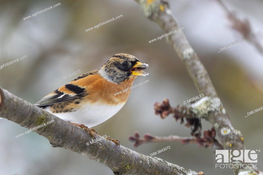 Stock Photo: Europe, France, Alsace, Obernai, Northern chaffinch (Fringilla montifringilla), male posed in a cherry tree in winter with snow.