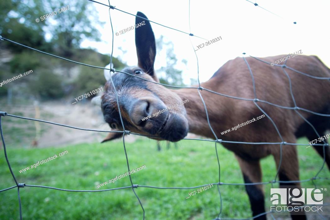 Stock Photo: Curious donkey, Broto, Spain.