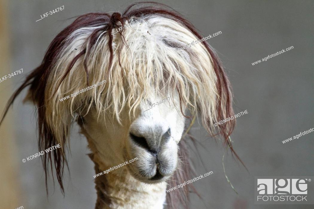 Girgentana Goat With Funny Hairstyle Stock Photo - Download Image Now -  Agriculture, Animal, Close To - iStock