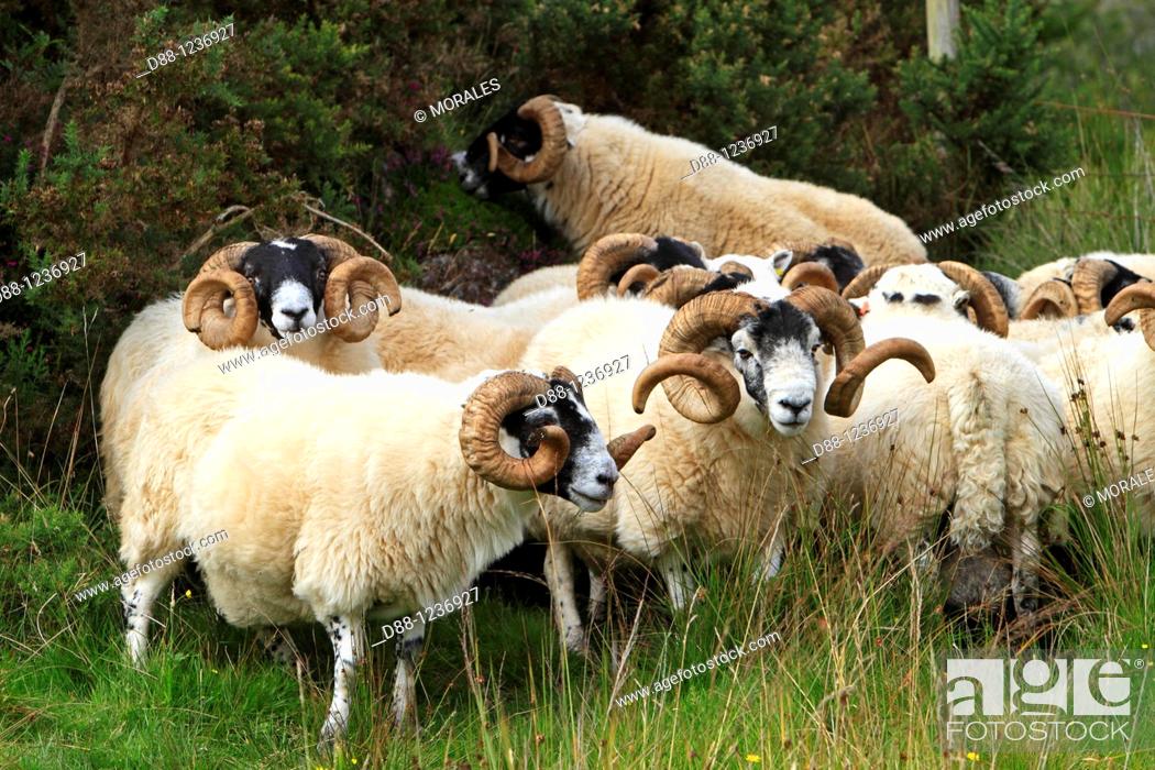Stock Photo: Blakcface  Scottish sheep  Ram Argyll county  Ardnamurchan   Scotlland  Ovis aries  Order Artiodactyla Family: Bovidae.
