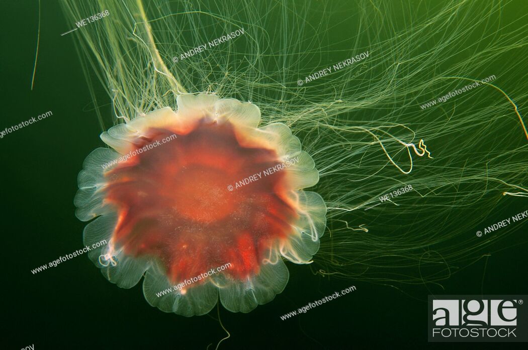 Stock Photo: Lion's Mane Jellyfish (Cyanea capillata), Kareliya, Russia, White Sea, Arctic, Europe.