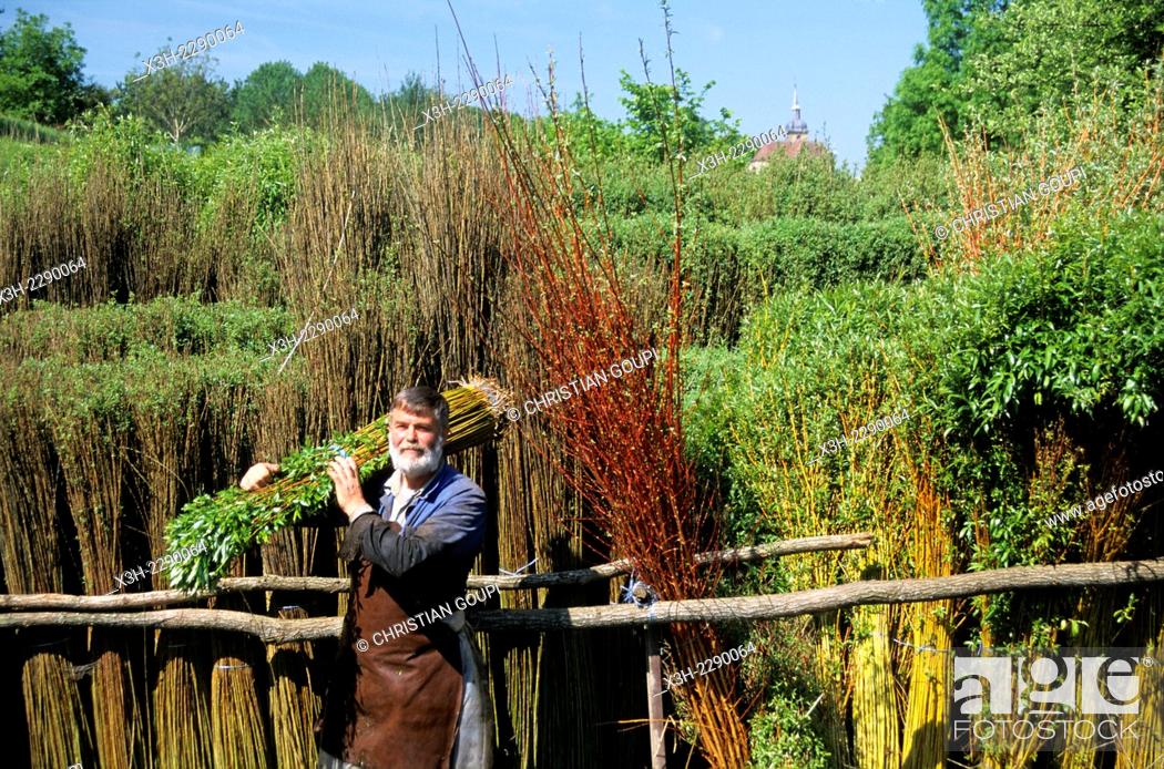 Stock Photo: bundles of willow set in a water pond routoir to turn green again before debarking, Bussieres-les-Belmont, Haute-Marne department, Champagne-Ardenne region.