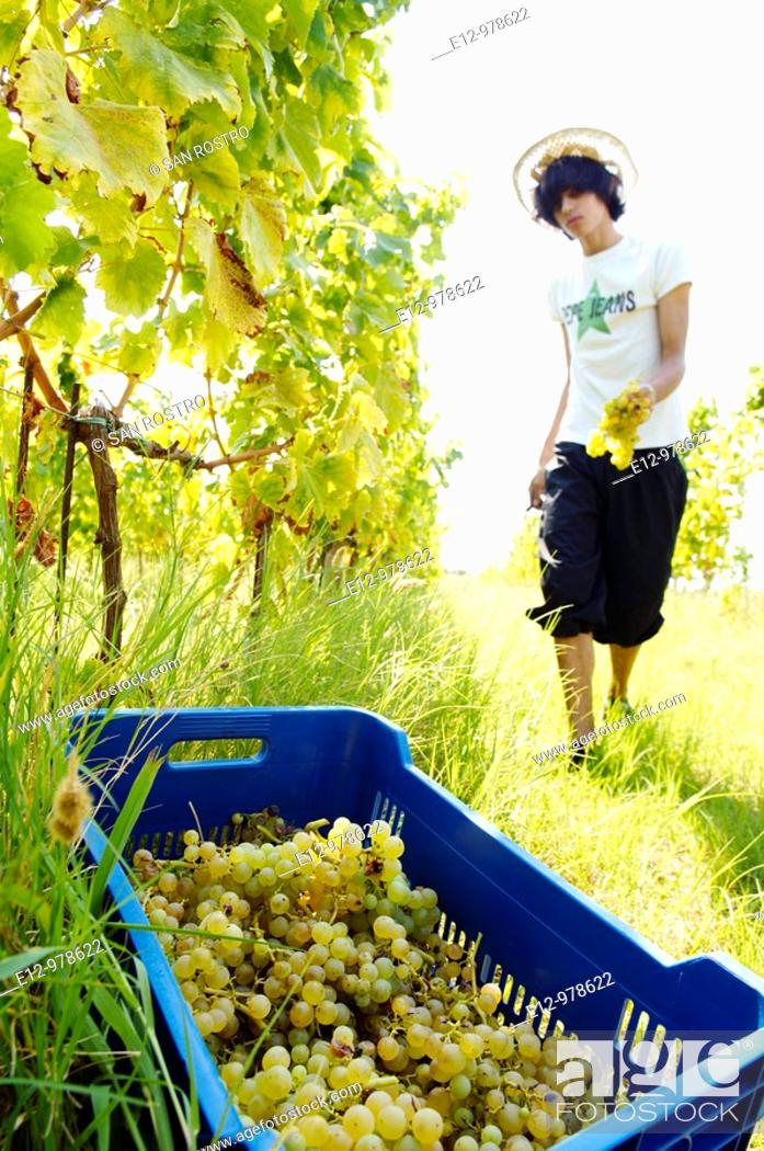 Stock Photo: Italy, Venice, Orto : First Wine made In Venice, Sant Erasmo Island  Harvest in malvasia vineyards.