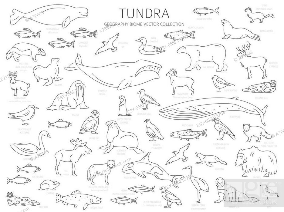 Tundra biome. Simple line style. Terrestrial ecosystem world map, Stock  Vector, Vector And Low Budget Royalty Free Image. Pic. ESY-056213794 |  agefotostock