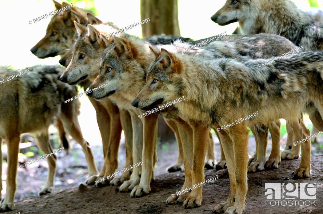 Stock Photo: Canine, Canis lupus, endemic animal species, European wolf, protected animal species, grey wolf, grey wolf, doggy, Isegrimm, predator, predators, animal.