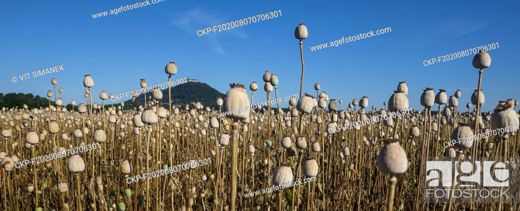 Photo de stock: Opium poppy (Papaver somniferum) field near Bezdez, Ceska Lipa, Czech Republic, August 6, 2020. (CTK Photo/Vit Simanek).