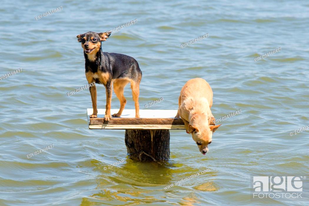 Stock Photo: On the table on the river two dogs - Russian toy terrier and chihuahua who wants to jump into the water.