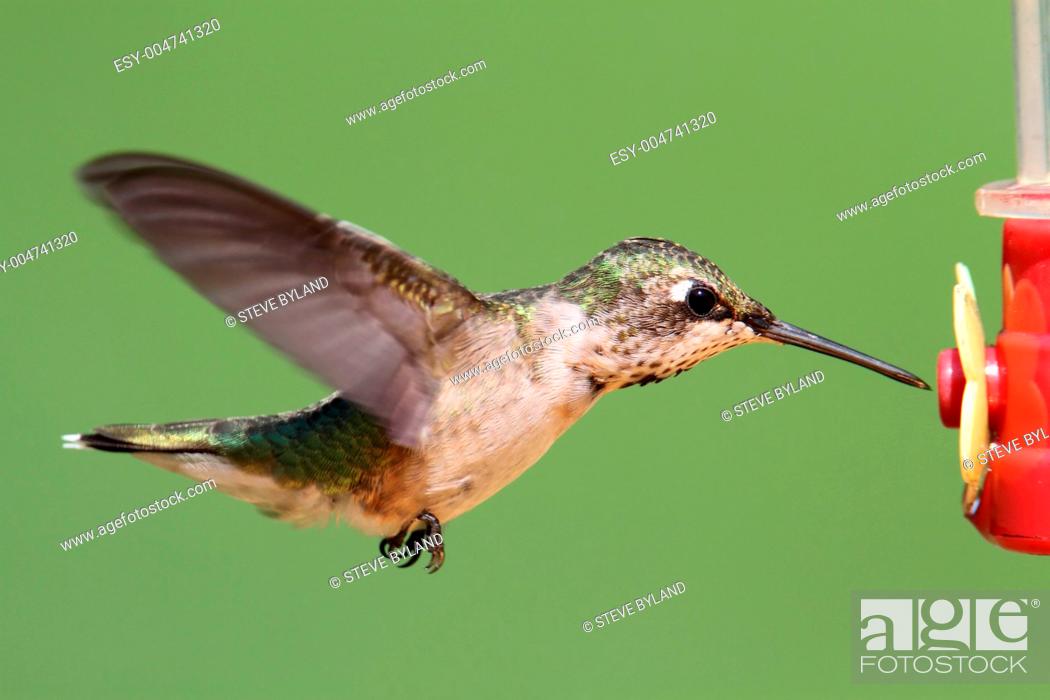 Stock Photo: Ruby-throated Hummingbird At A Feeder.