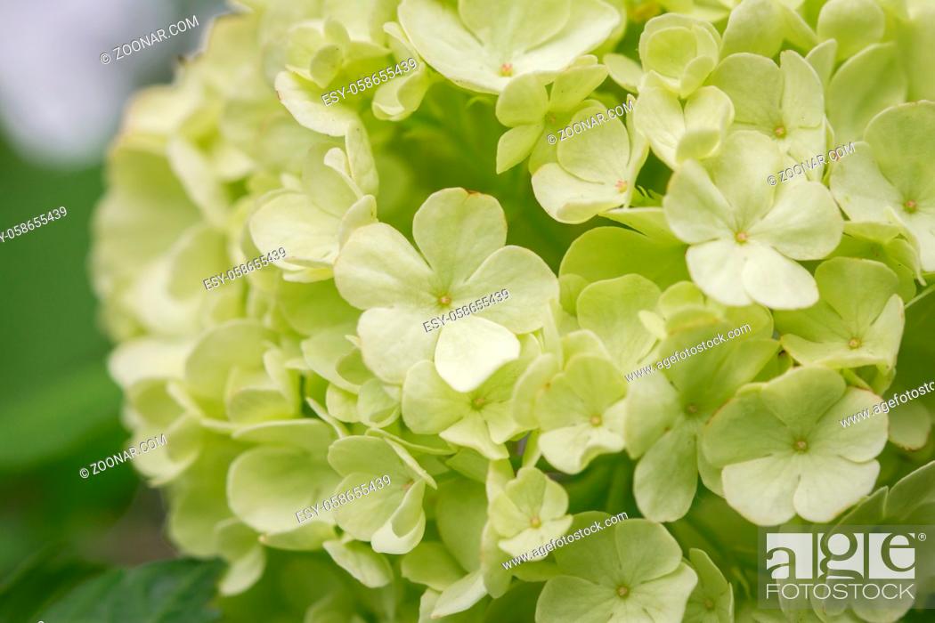 Stock Photo: Closeup of a white flower of Viburnum opulus called Snowball.