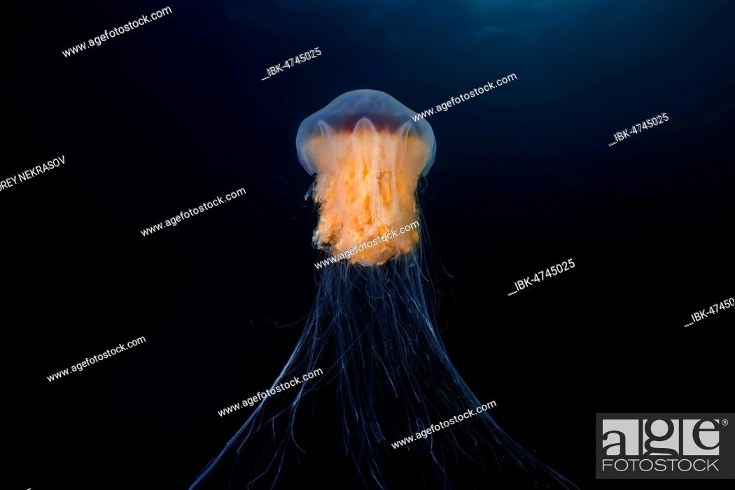 Stock Photo: Lion's mane jellyfish (Cyanea capillata), Norwegian Sea, Northern Atlantic, Norway.