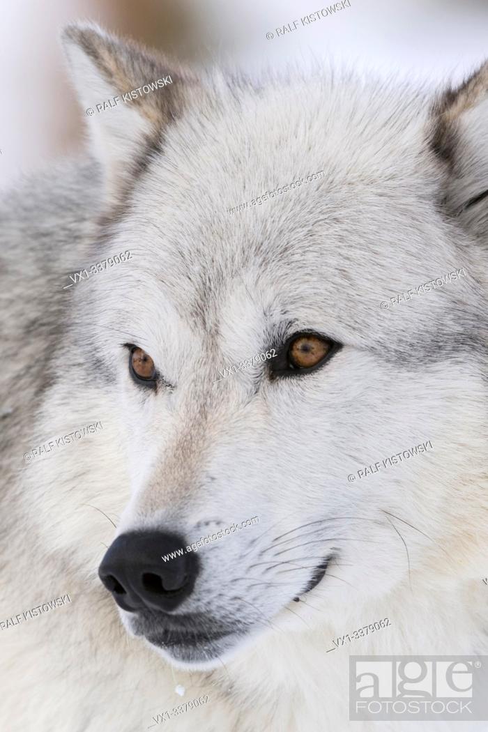 Photo de stock: Gray Wolf / Grauwolf (Canis lupus) in winter, dateilled close-up, headshot, beautiful amber coloured eyes, captive, Yellowstone area, Wyoming, USA.