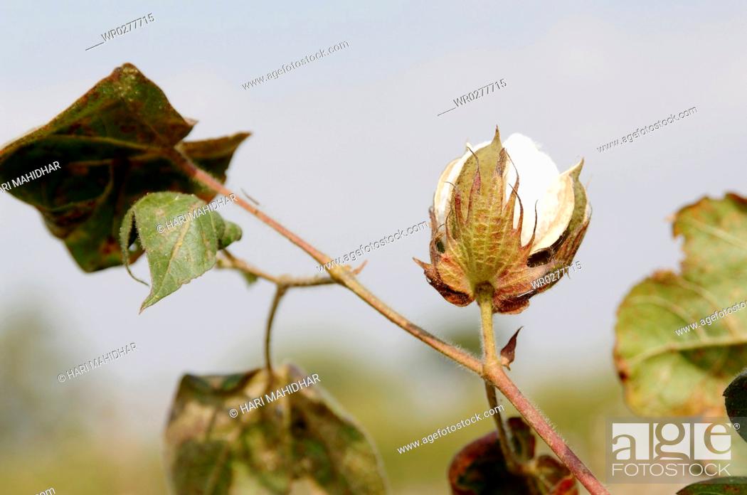 Stock Photo: Agriculture , Cotton Bulbs on plant in Farm , Akola , Maharashtra , India.