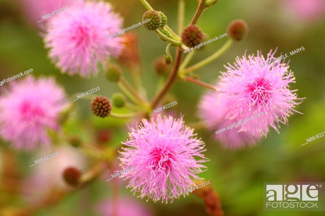 Stock Photo: Pink flowers of Mimosa sp, Fabaceae. Altos de Pipe, Estado Miranda, Venezuela.