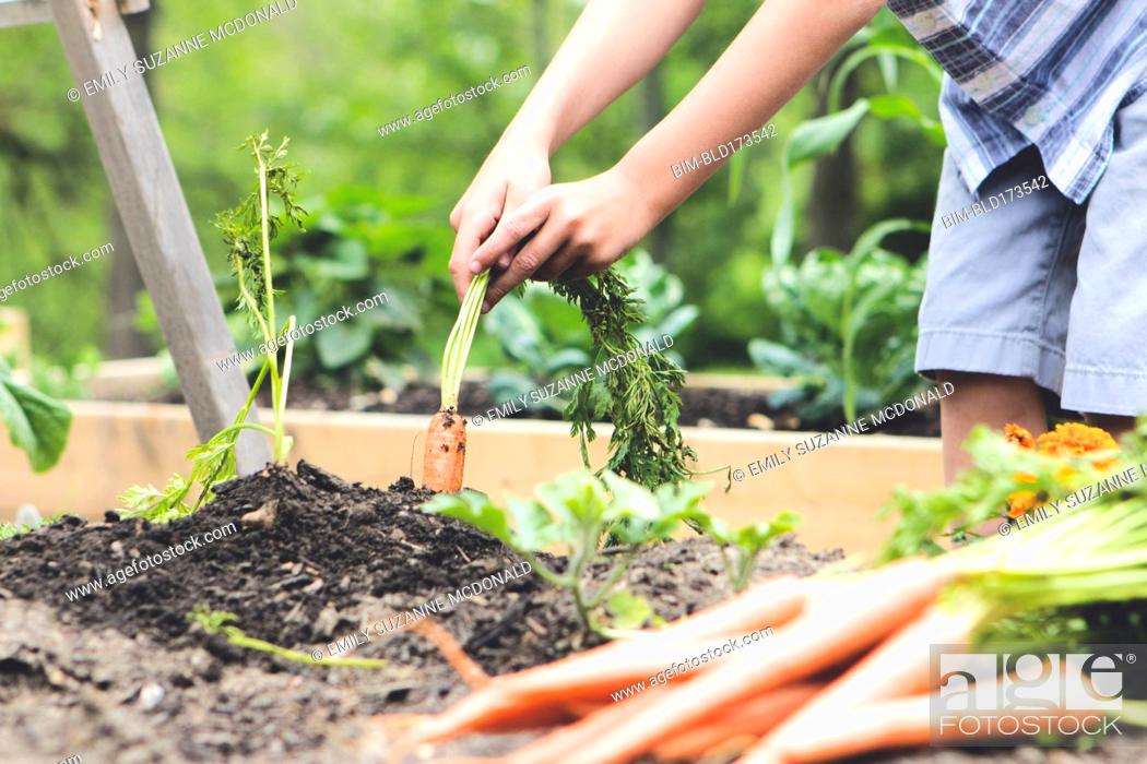 Stock Photo: Caucasian boy picking carrots in garden.